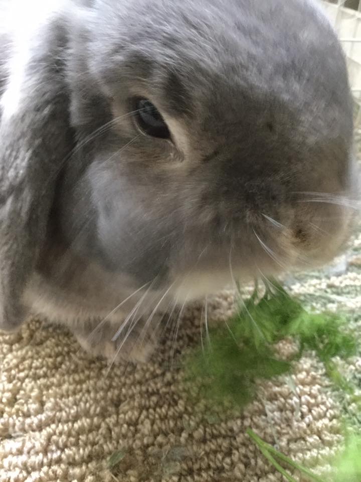 Elphie, holland lop