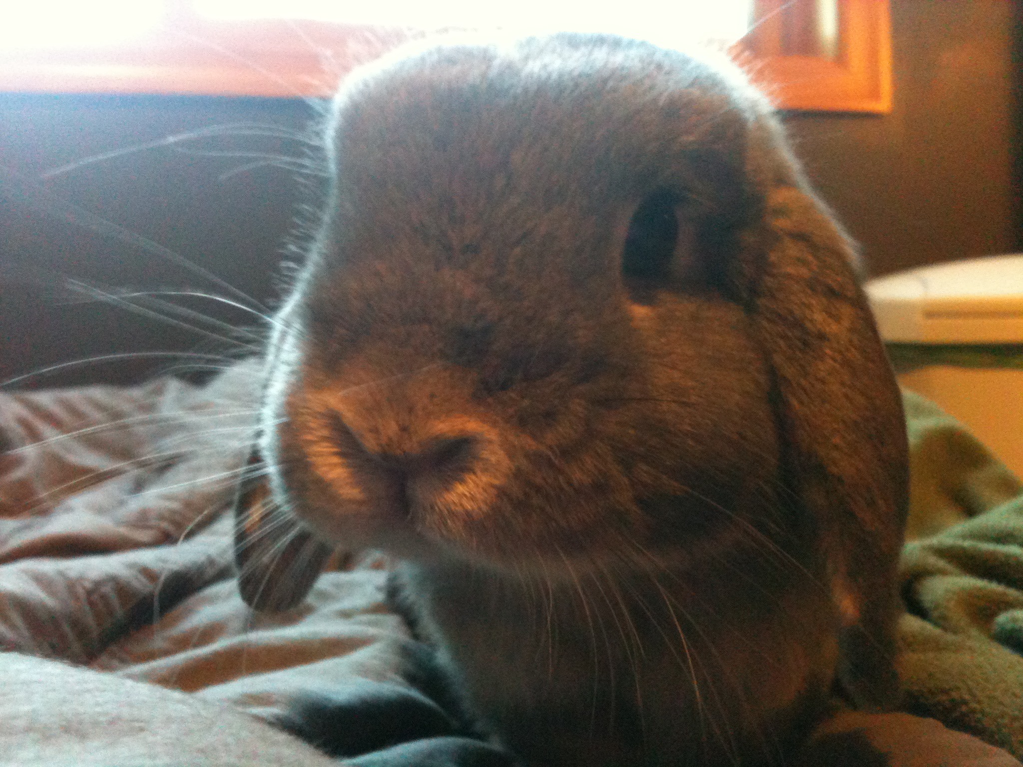 Elphie, holland lop