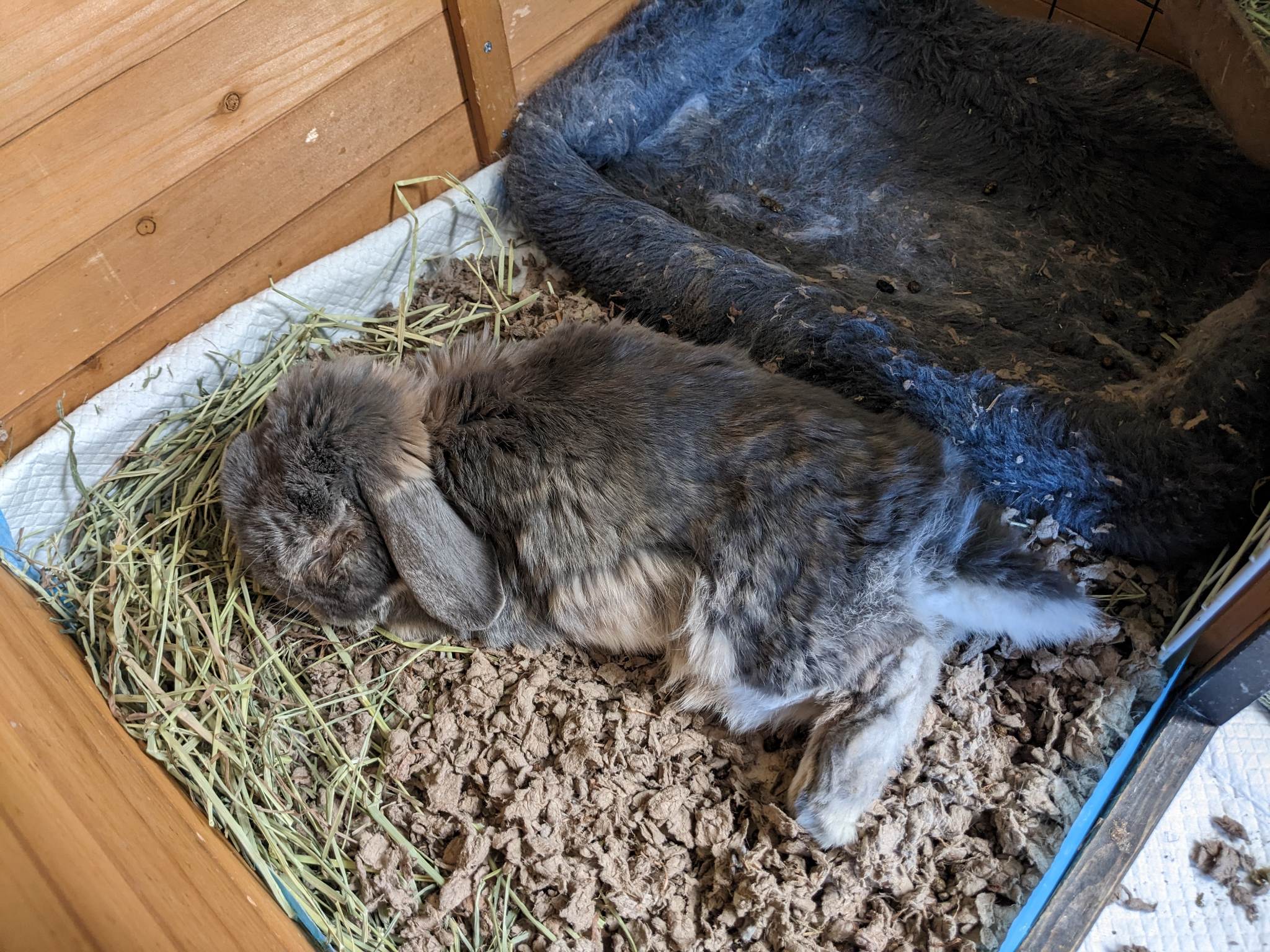 Elphie, holland lop